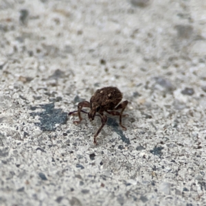 Mandalotus sp. (genus) at Mount Ainslie to Black Mountain - 2 Jan 2024