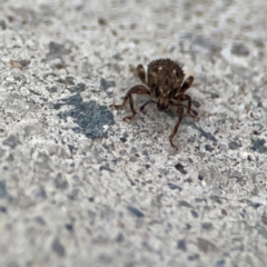 Mandalotus sp. (genus) at Mount Ainslie to Black Mountain - 2 Jan 2024