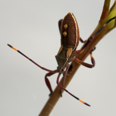 Mictis profana (Crusader Bug) at Commonwealth & Kings Parks - 2 Jan 2024 by Hejor1