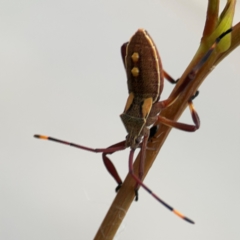 Mictis profana at Mount Ainslie to Black Mountain - 2 Jan 2024 07:27 PM