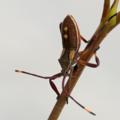 Mictis profana at Mount Ainslie to Black Mountain - 2 Jan 2024 07:27 PM