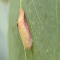 Ledrinae (subfamily) (A Flat-headed Leafhopper) at Parkes, ACT - 2 Jan 2024 by Hejor1