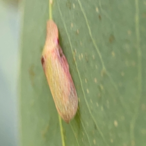 Ledrinae (subfamily) at Mount Ainslie to Black Mountain - 2 Jan 2024