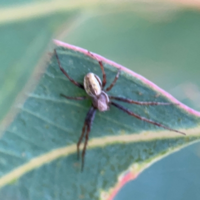 Salsa fuliginata (Sooty Orb-weaver) at Parkes, ACT - 2 Jan 2024 by Hejor1