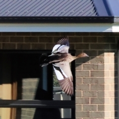 Chenonetta jubata (Australian Wood Duck) at Wodonga - 3 Jan 2024 by KylieWaldon