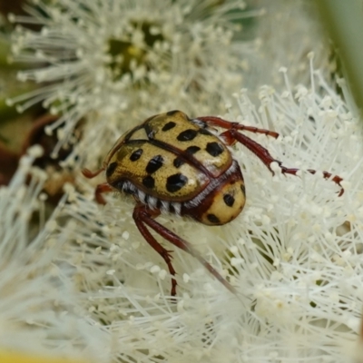 Neorrhina punctata (Spotted flower chafer) at Vincentia, NSW - 1 Jan 2024 by RobG1