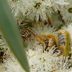 Neorrhina punctata at Vincentia, NSW - 1 Jan 2024