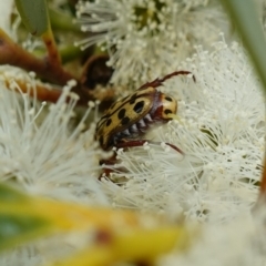 Neorrhina punctatum at Vincentia, NSW - 1 Jan 2024 01:25 PM