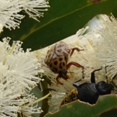 Neorrhina punctata at Vincentia, NSW - 1 Jan 2024