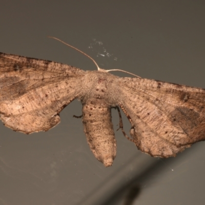 Circopetes obtusata (Grey Twisted Moth) at Ainslie, ACT - 2 Jan 2024 by jb2602