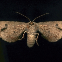 Circopetes obtusata at Ainslie, ACT - 2 Jan 2024