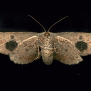 Circopetes obtusata at Ainslie, ACT - 2 Jan 2024