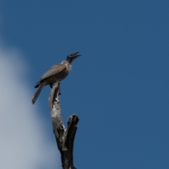 Philemon corniculatus (Noisy Friarbird) at Kama - 1 Jan 2024 by Untidy