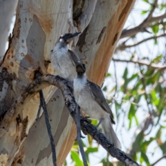 Philemon corniculatus at Molonglo River Reserve - 1 Jan 2024