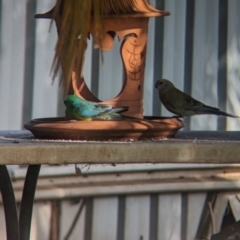 Psephotus haematonotus (Red-rumped Parrot) at Wellington, NSW - 1 Jan 2024 by Darcy