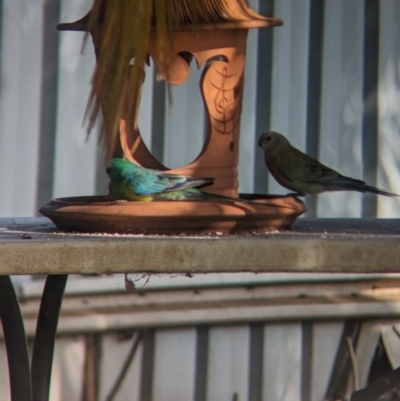 Psephotus haematonotus (Red-rumped Parrot) at Wellington, NSW - 1 Jan 2024 by Darcy