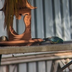 Psephotus haematonotus at Wellington, NSW - 2 Jan 2024