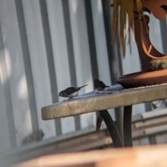 Stizoptera bichenovii (Double-barred Finch) at Wellington, NSW - 2 Jan 2024 by Darcy