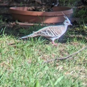 Ocyphaps lophotes at Wellington, NSW - 2 Jan 2024