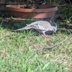 Ocyphaps lophotes at Wellington, NSW - 2 Jan 2024