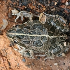 Limnodynastes tasmaniensis (Spotted Grass Frog) at QPRC LGA - 2 Jan 2024 by jb2602