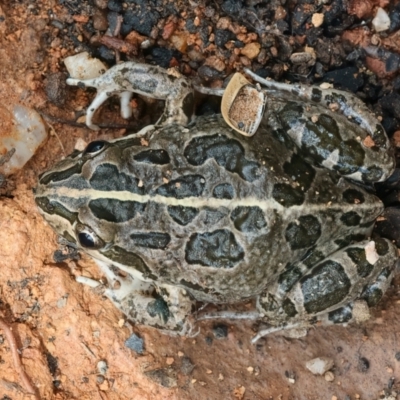 Limnodynastes tasmaniensis (Spotted Grass Frog) at QPRC LGA - 2 Jan 2024 by jb2602