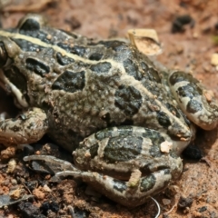 Limnodynastes tasmaniensis at QPRC LGA - 2 Jan 2024