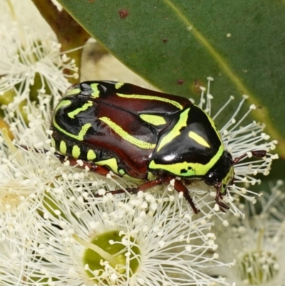 Eupoecila australasiae (Fiddler Beetle) at Vincentia, NSW - 1 Jan 2024 by RobG1