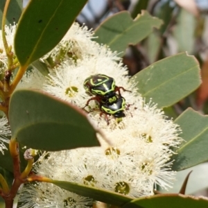 Eupoecila australasiae at Vincentia, NSW - 1 Jan 2024