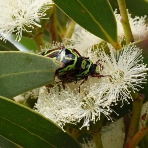 Eupoecila australasiae at Vincentia, NSW - 1 Jan 2024