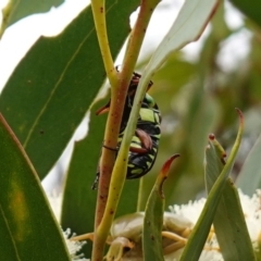 Eupoecila australasiae at Vincentia, NSW - 1 Jan 2024 03:18 PM