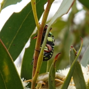 Eupoecila australasiae at Vincentia, NSW - 1 Jan 2024