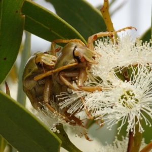 Schizorhina atropunctata at Vincentia, NSW - 1 Jan 2024