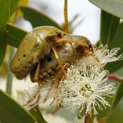 Schizorhina atropunctata at Vincentia, NSW - 1 Jan 2024