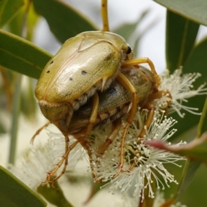 Schizorhina atropunctata at Vincentia, NSW - 1 Jan 2024