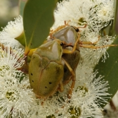 Schizorhina atropunctata at Vincentia, NSW - 1 Jan 2024