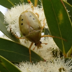 Schizorhina atropunctata at Vincentia, NSW - 1 Jan 2024