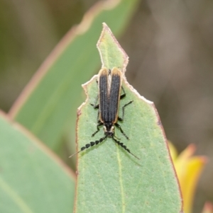 Achras limbatum at Vincentia, NSW - 1 Jan 2024 03:32 PM