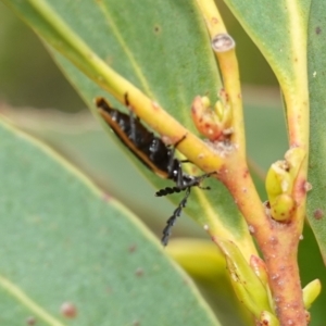 Achras limbatum at Vincentia, NSW - 1 Jan 2024 03:32 PM