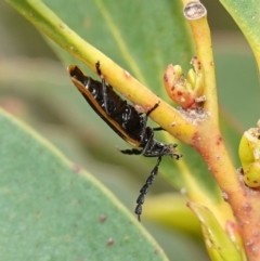 Achras limbatum at Vincentia, NSW - 1 Jan 2024 03:32 PM