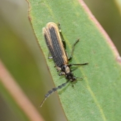 Achras limbatum at Vincentia, NSW - 1 Jan 2024 03:32 PM