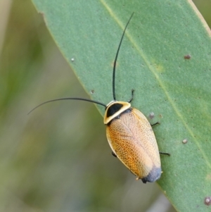 Ellipsidion australe at Vincentia, NSW - 1 Jan 2024 03:29 PM