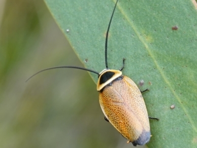 Ellipsidion australe (Austral Ellipsidion cockroach) at Vincentia, NSW - 1 Jan 2024 by RobG1