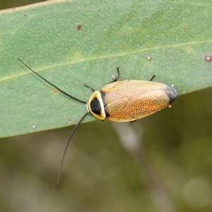 Ellipsidion australe at Vincentia, NSW - 1 Jan 2024 03:29 PM