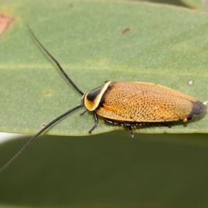 Ellipsidion australe at Vincentia, NSW - 1 Jan 2024 03:29 PM