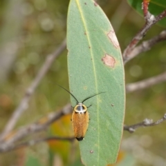 Ellipsidion australe at Vincentia, NSW - 1 Jan 2024