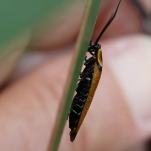 Ellipsidion australe at Vincentia, NSW - 1 Jan 2024 03:29 PM