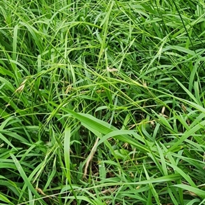 Microlaena stipoides (Weeping Grass) at Campbell, ACT - 3 Jan 2024 by Steve818