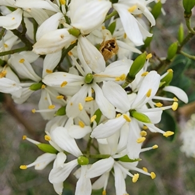 Bursaria spinosa subsp. lasiophylla (Australian Blackthorn) at Campbell, ACT - 3 Jan 2024 by Steve818