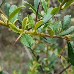 Bursaria spinosa subsp. lasiophylla at Mount Ainslie - 3 Jan 2024